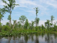 Cypress Swamp.jpg